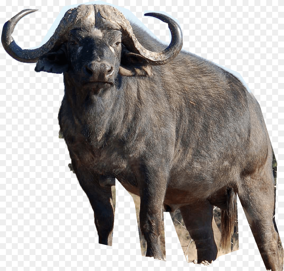 Buffalo, Animal, Mammal, Wildlife, Cattle Free Png