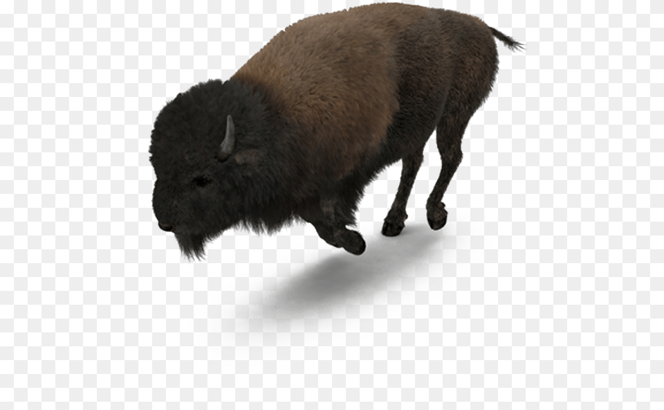 Buffalo American Bison American Buffalo, Animal, Mammal, Wildlife, Bear Free Transparent Png