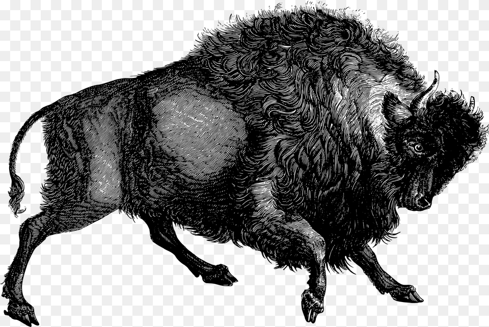 Buffalo Bison Animal Vintage Line Art Retro Old Bull Illustrations, Gray Free Transparent Png