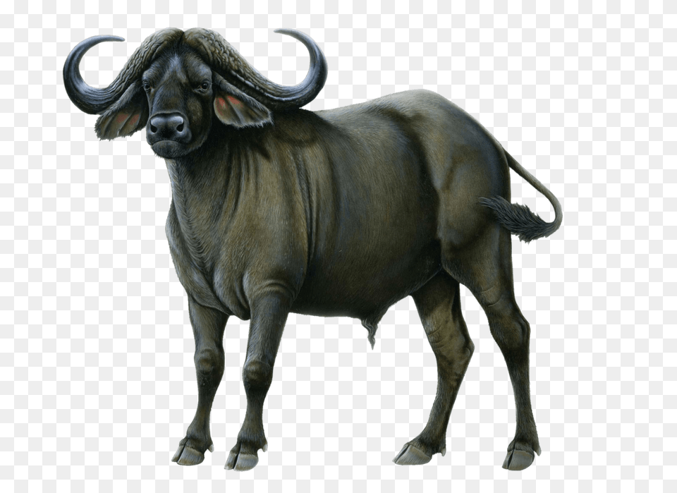 Buffalo Drawing, Animal, Bull, Mammal, Wildlife Free Png Download