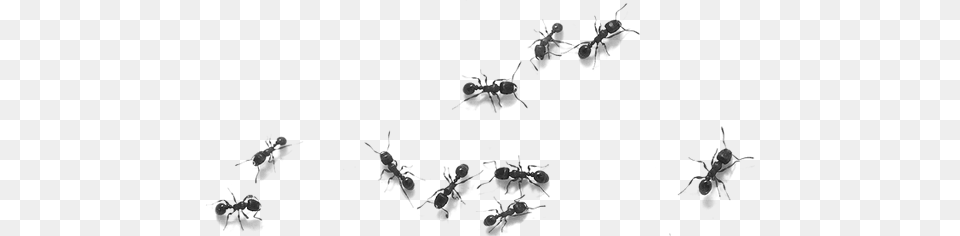 Buffalo Exterminators Avoir Des Fourmis Dans Les Pieds Free Png Download