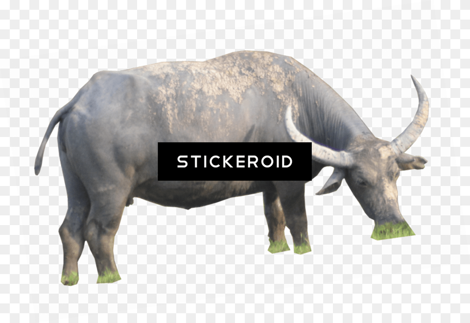 Buffalo Gambar Kerbau, Animal, Bull, Mammal, Wildlife Png