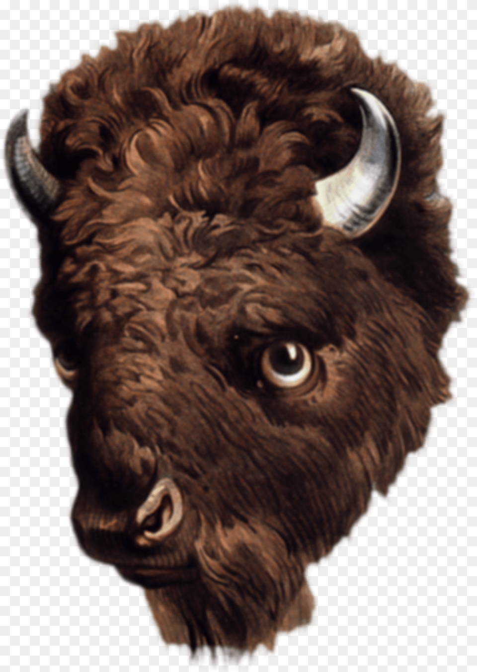 Buffalo Head Clip Buffalo Head, Animal, Mammal, Wildlife, Bison Png