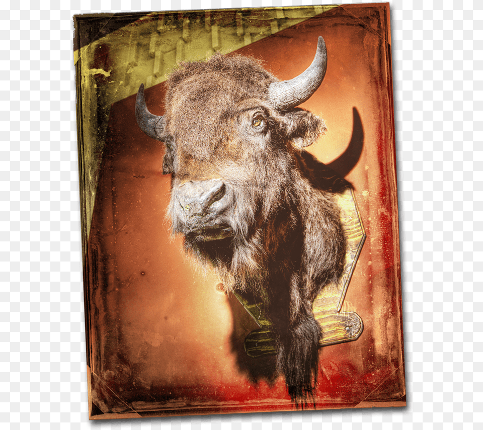 Buffalo Head Ox, Animal, Cattle, Cow, Livestock Free Transparent Png