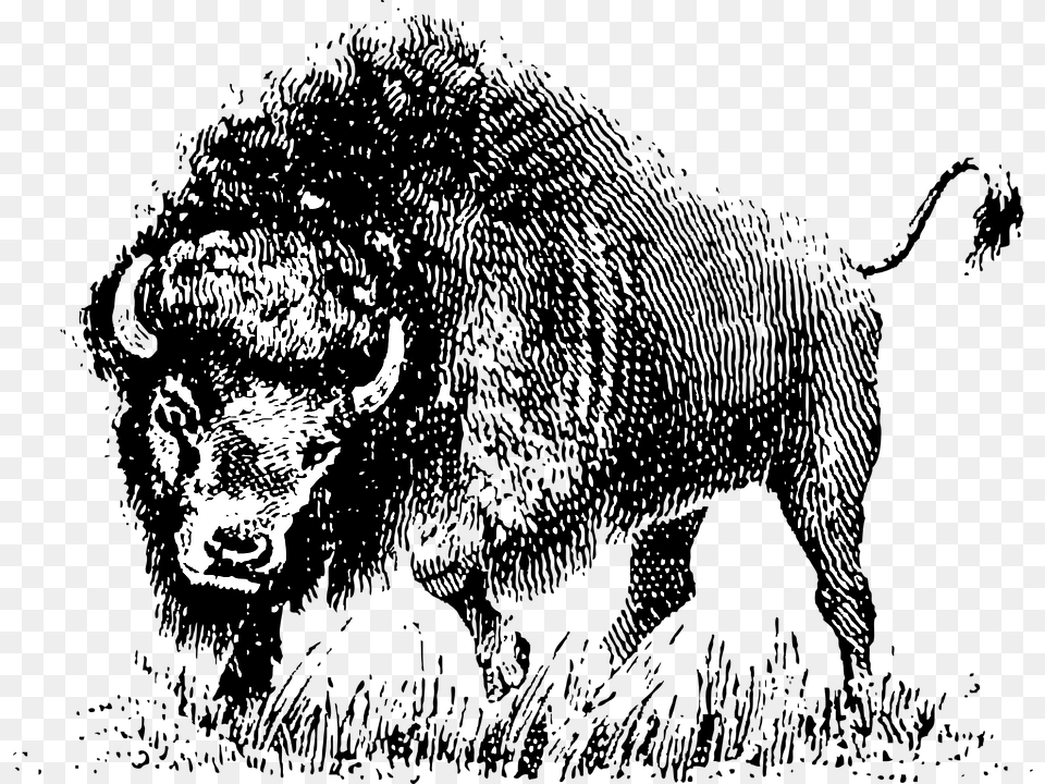 Buffalo Horns Animal Mammal Wild Wildlife Cattle Vector Black And White Buffalo, Person, Face, Head Free Png