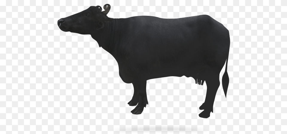 Buffalo Bull, Animal, Mammal, Angus, Cattle Png Image