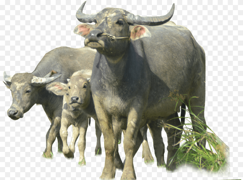 Buffalo Image Download Buffalo, Animal, Bull, Mammal, Wildlife Png