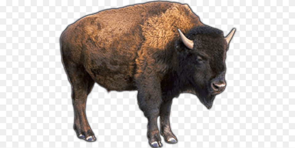Buffalo Images Pictures Of A Buffalo, Animal, Mammal, Wildlife, Bison Free Transparent Png