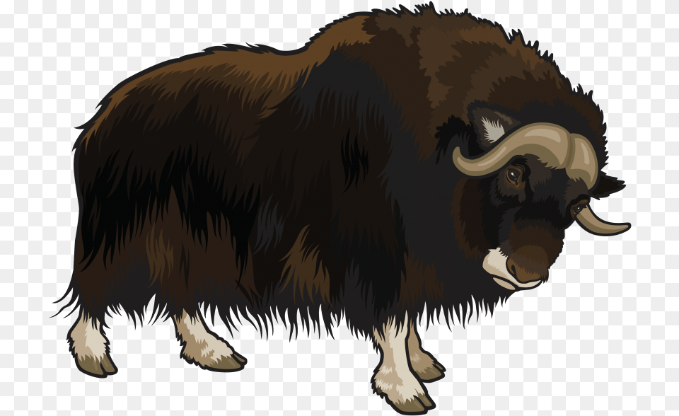 Buffalo Images Yak Clipart, Animal, Bull, Cattle, Livestock Free Transparent Png