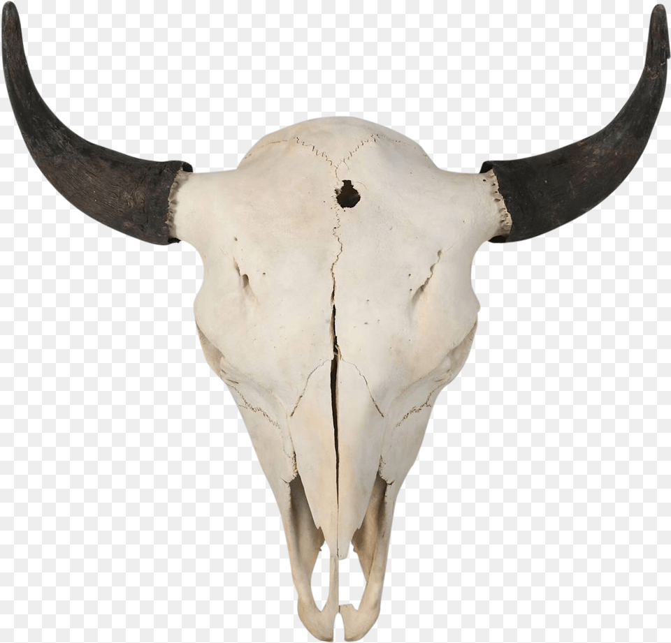 Buffalo Skull, Animal, Bull, Mammal, Cattle Png Image
