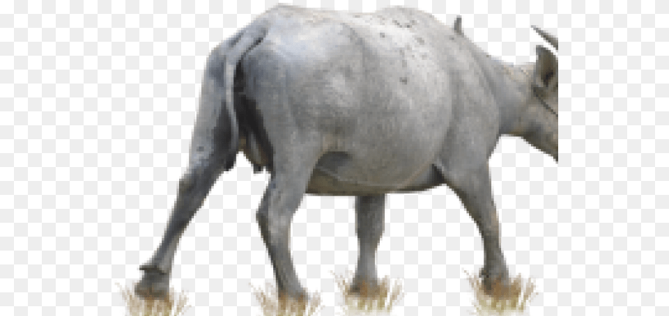 Buffalo Transparent Images Kerbau, Animal, Bull, Mammal, Cattle Png