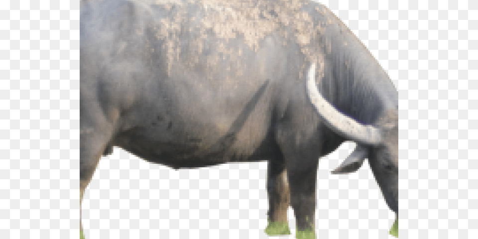 Buffalo Transparent Portable Network Graphics, Animal, Bull, Mammal, Ox Png