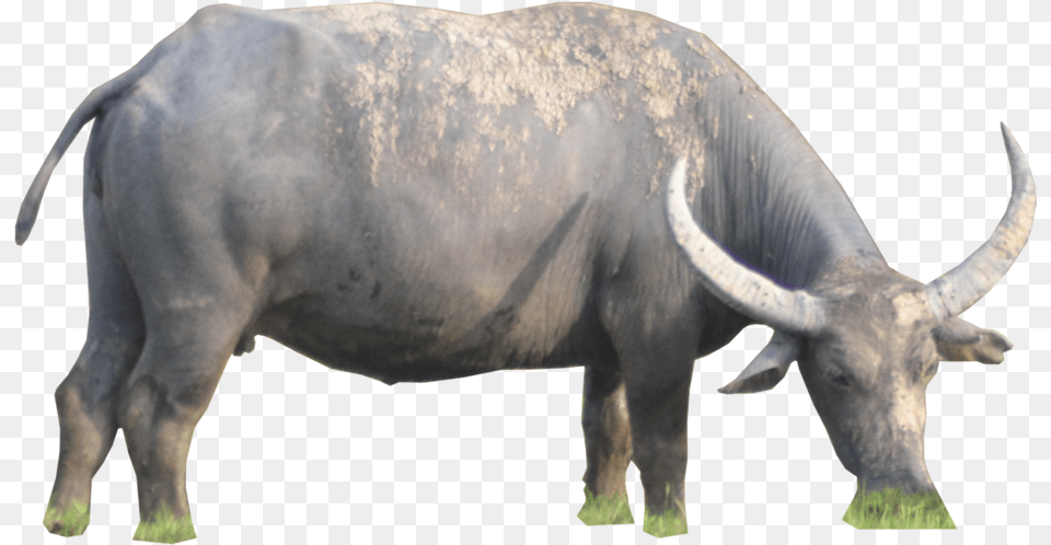 Buffalo Water Buffalo, Animal, Bull, Mammal, Cattle Free Png