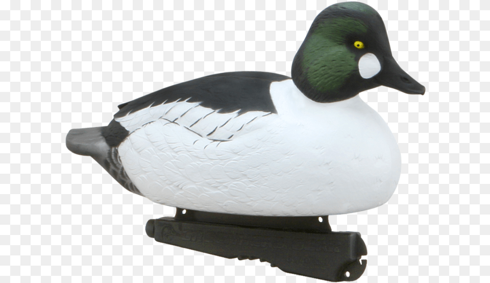 Bufflehead, Animal, Anseriformes, Bird, Waterfowl Free Png