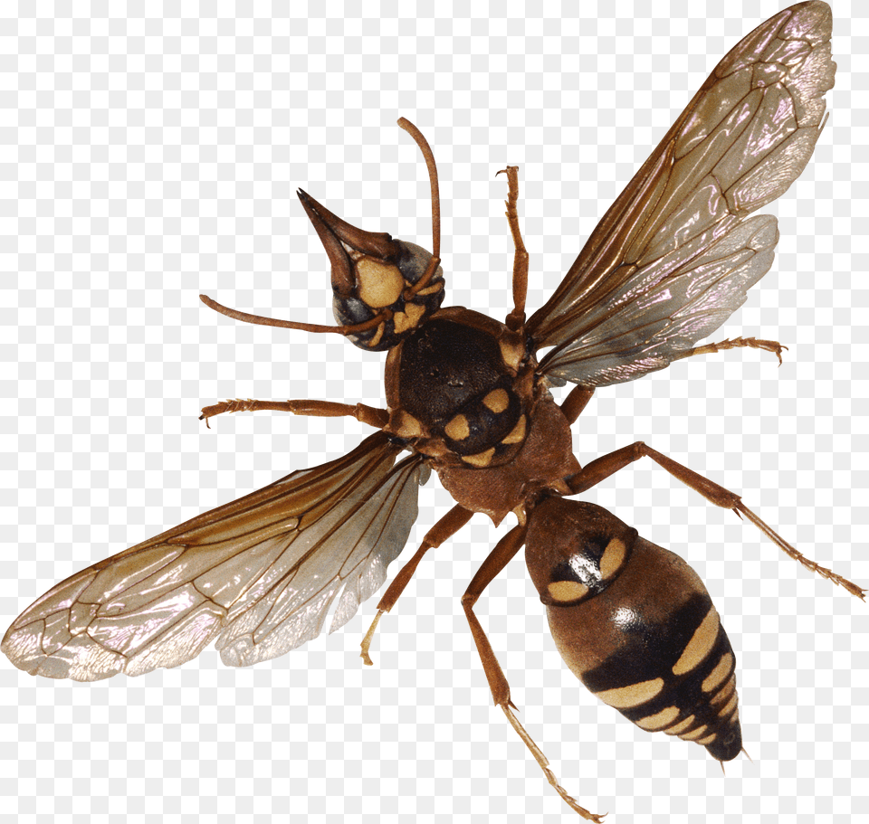 Bug Free Transparent Png