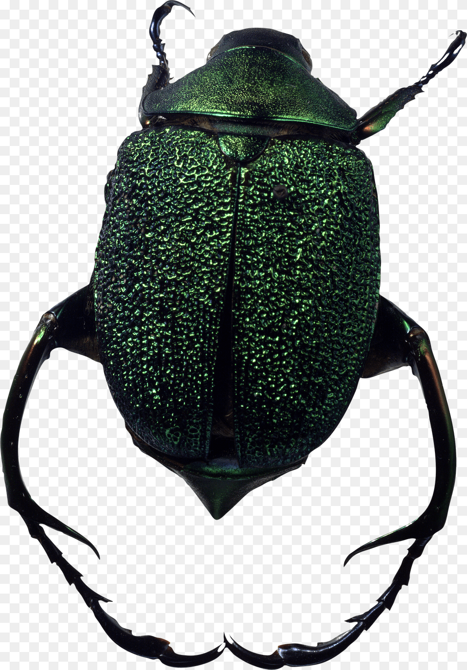 Bug, Animal, Dung Beetle, Insect, Invertebrate Free Transparent Png
