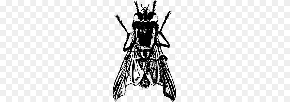 Bug Gray Free Png Download