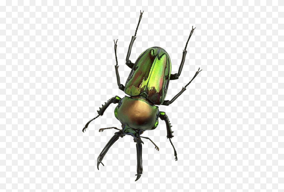 Bug, Animal, Insect, Invertebrate, Spider Free Png Download