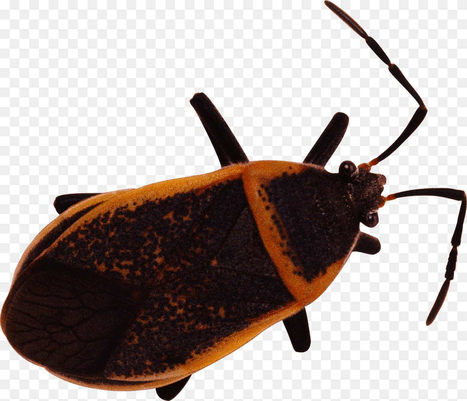 Bug Png Image