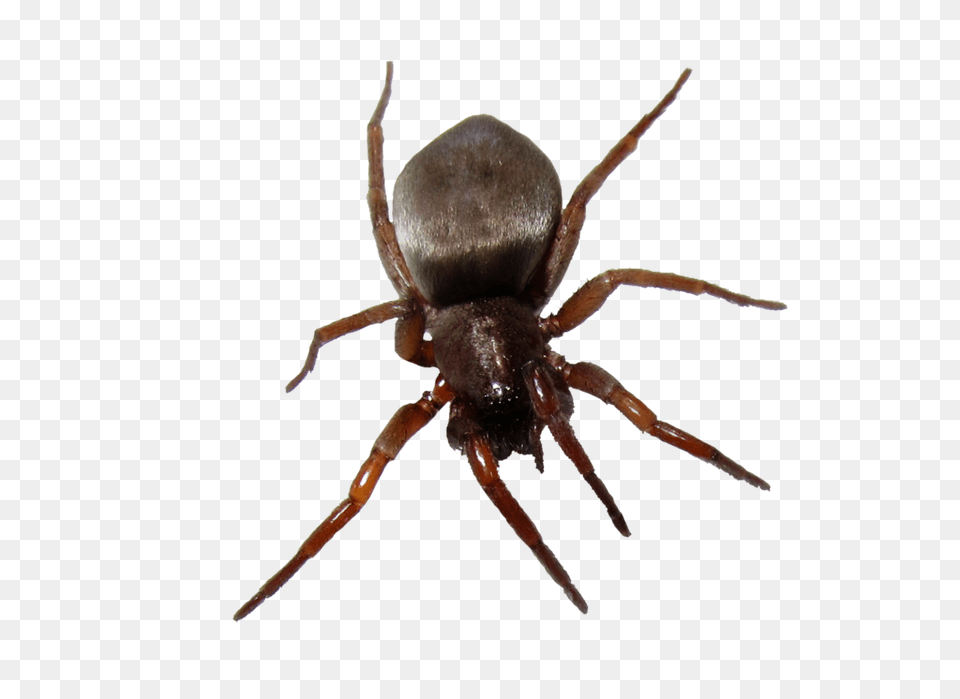 Bug, Animal, Invertebrate, Spider Free Transparent Png