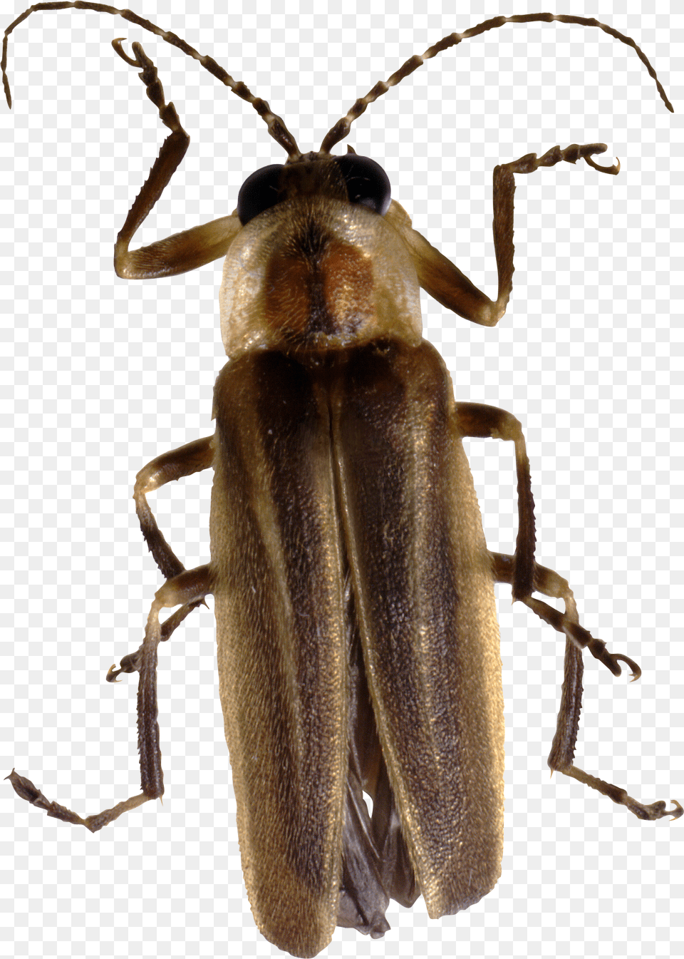 Bug, Animal, Insect, Invertebrate, Firefly Free Transparent Png