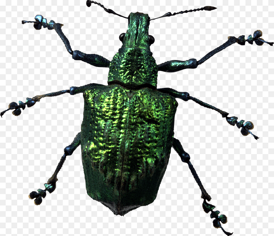 Bug, Animal, Insect, Invertebrate Png
