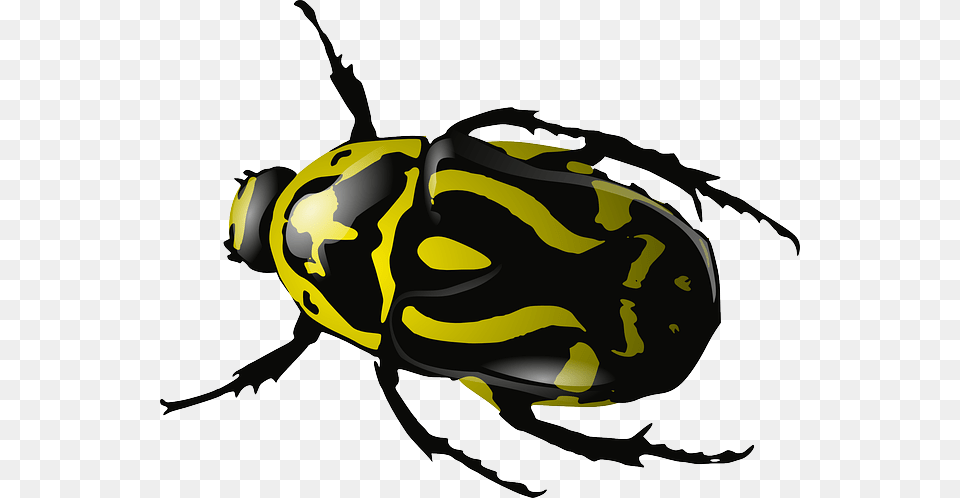 Bug, Animal, Bee, Insect, Invertebrate Free Png