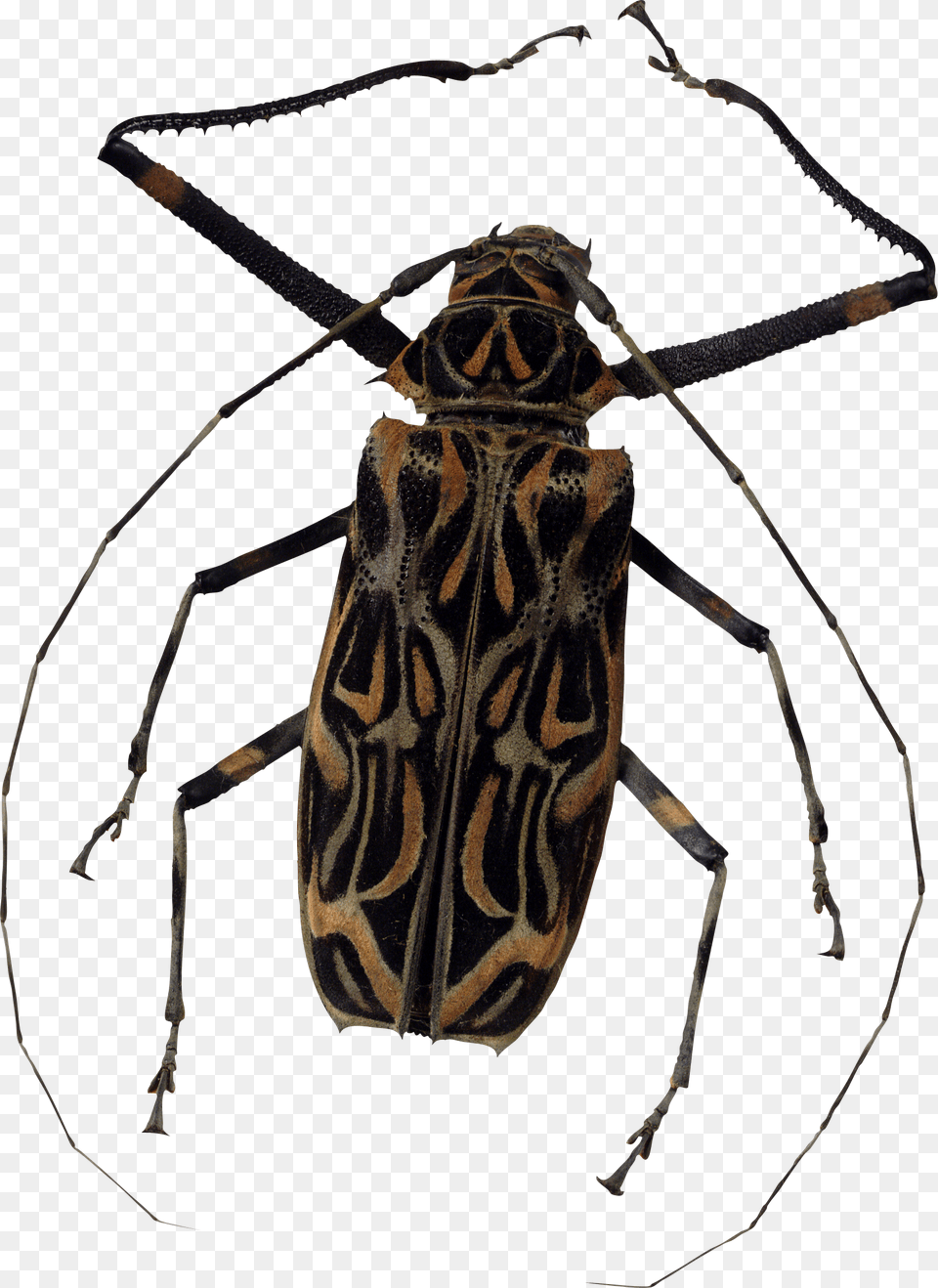 Bug, Animal, Cricket Insect, Insect, Invertebrate Free Transparent Png