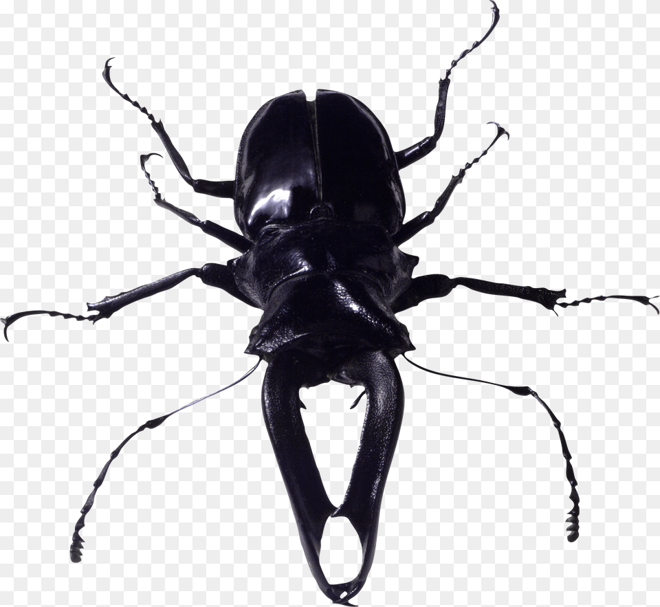 Bug, Animal, Insect, Invertebrate Free Png Download