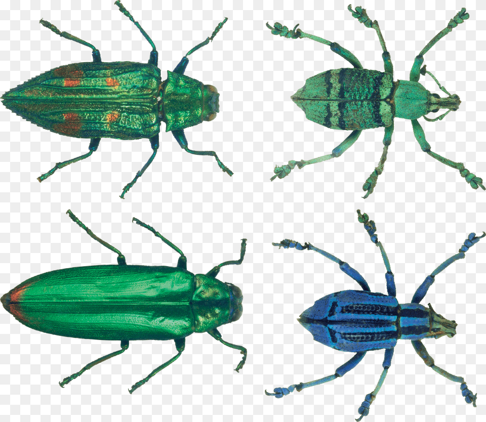 Bug Free Transparent Png