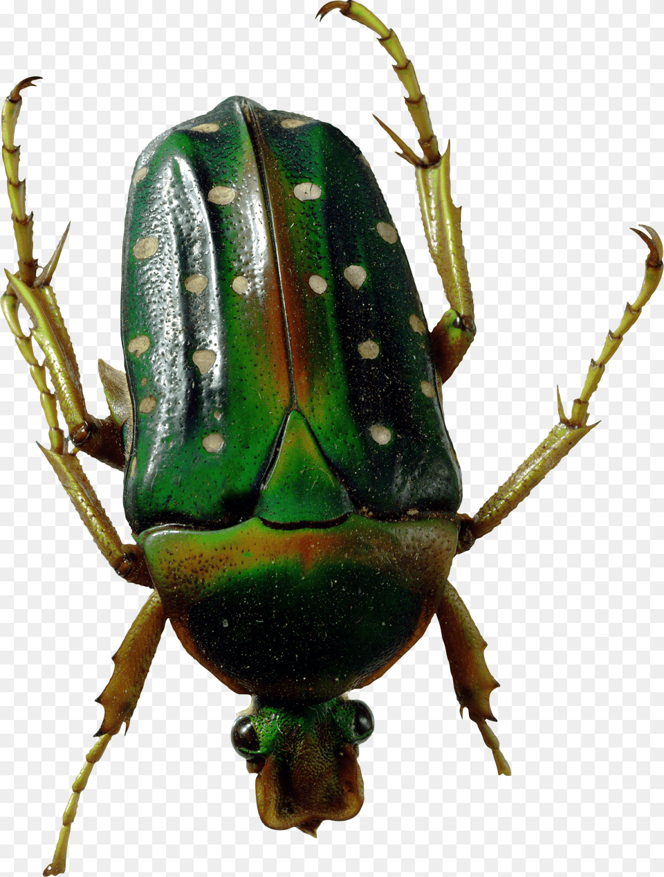 Bug, Animal, Insect, Invertebrate, Dung Beetle Free Png