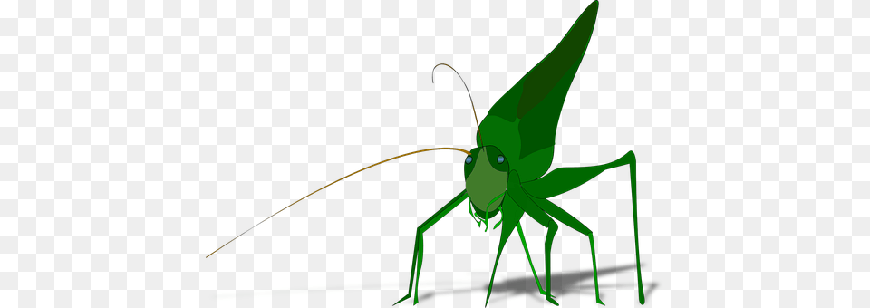 Bug Animal, Cricket Insect, Insect, Invertebrate Free Png