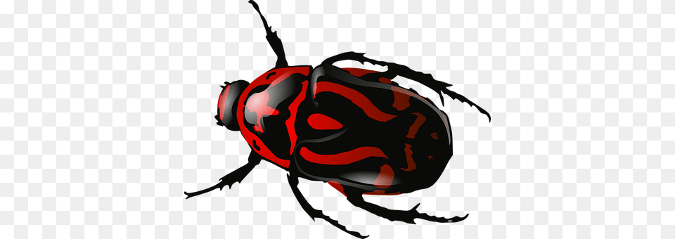 Bug Animal, Bee, Insect, Invertebrate Free Png