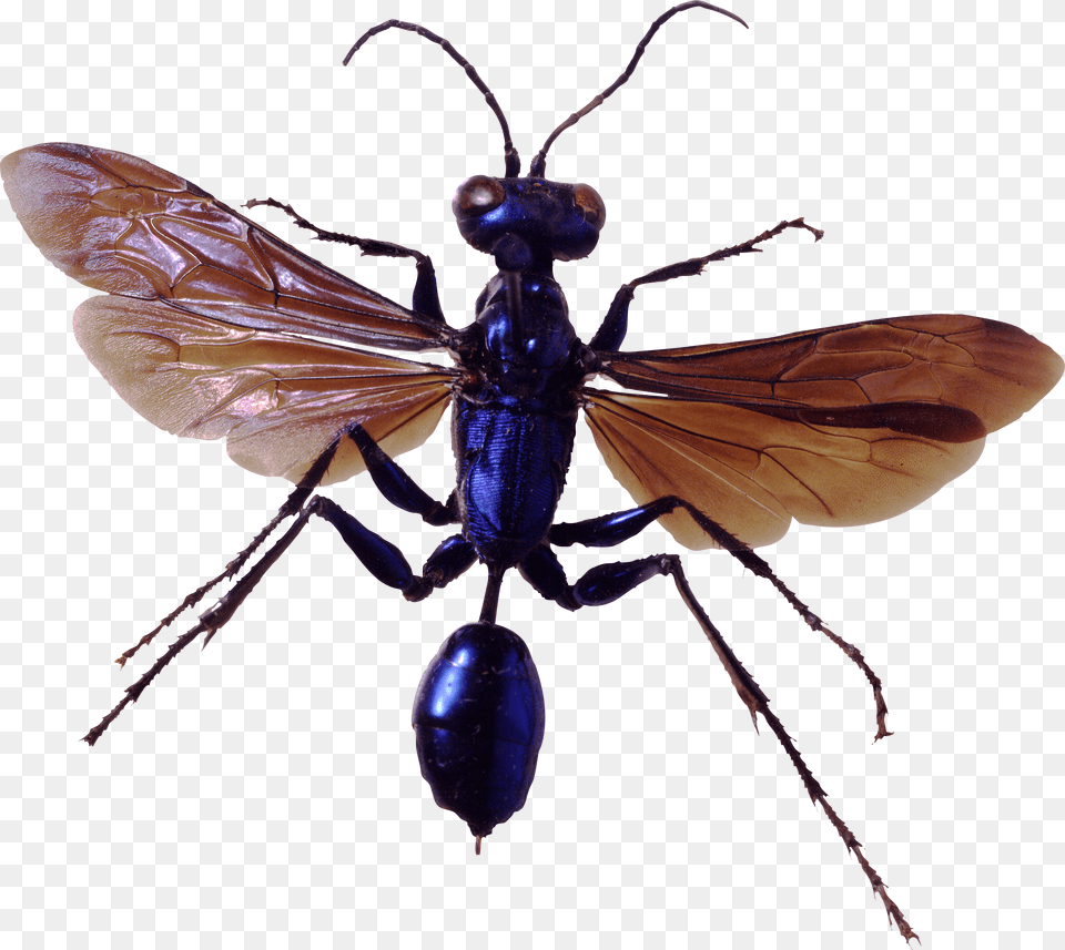 Bug, Animal, Bee, Insect, Invertebrate Png