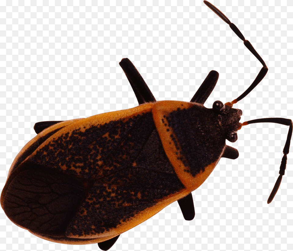 Bug, Animal, Insect, Invertebrate Free Transparent Png