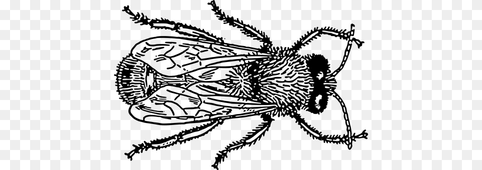 Bug Gray Png Image