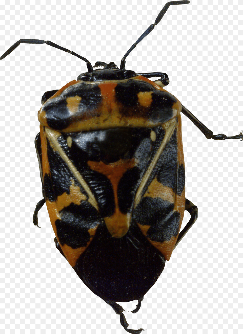 Bug, Animal, Insect, Invertebrate, Bee Png
