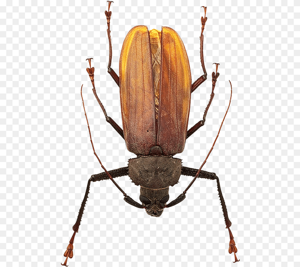 Bug Beetle Insect, Animal, Invertebrate Png Image