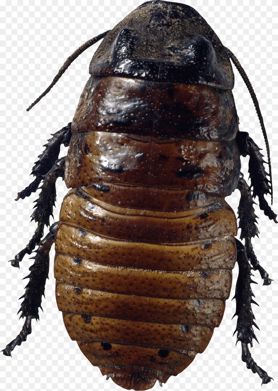 Bug Brown, Animal, Insect, Invertebrate, Cockroach Free Png Download