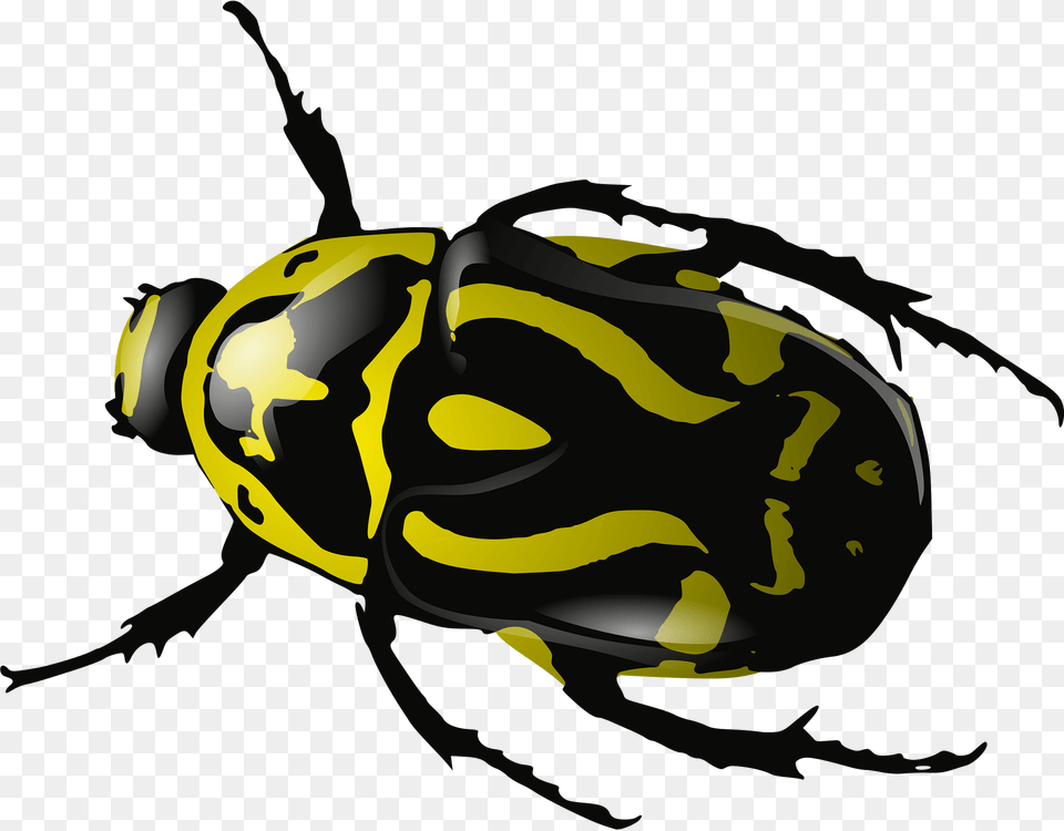 Bug Clipart, Animal, Bee, Insect, Invertebrate Free Png