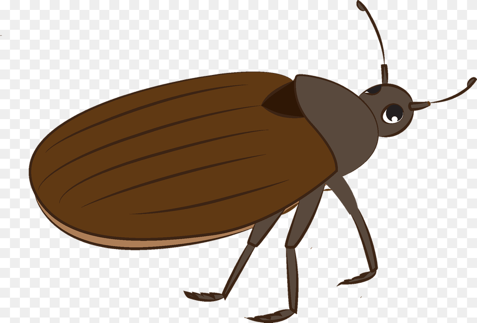 Bug Clipart, Animal, Cockroach, Insect, Invertebrate Free Transparent Png