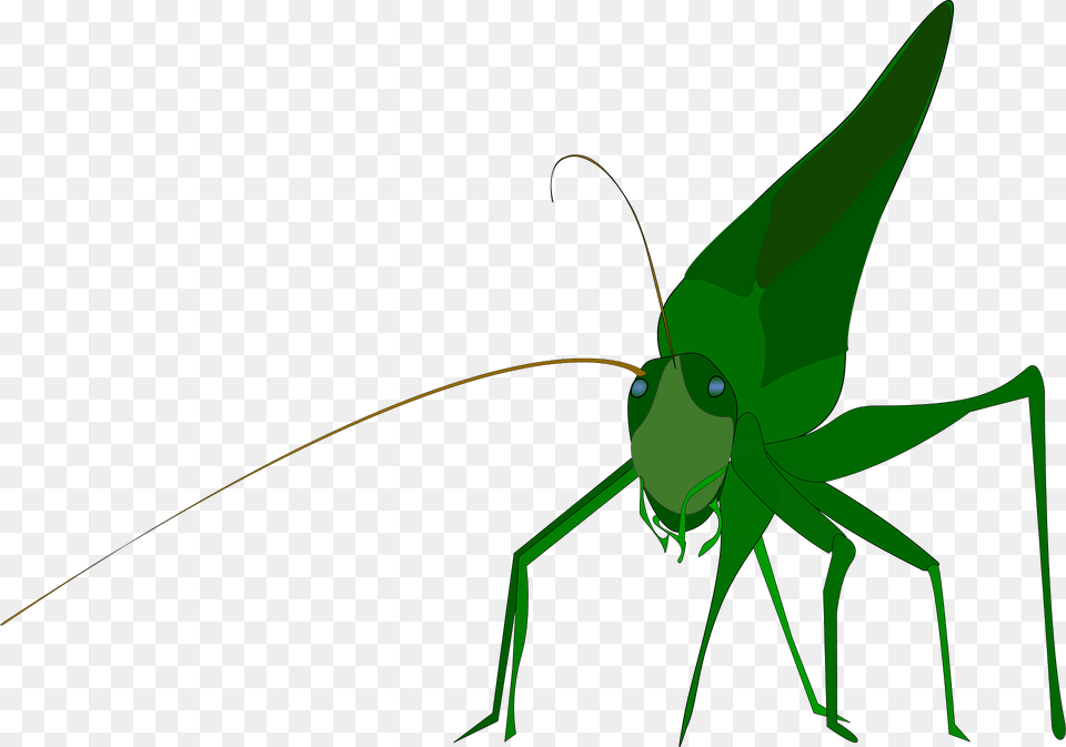 Bug Clipart, Animal, Cricket Insect, Insect, Invertebrate Png Image