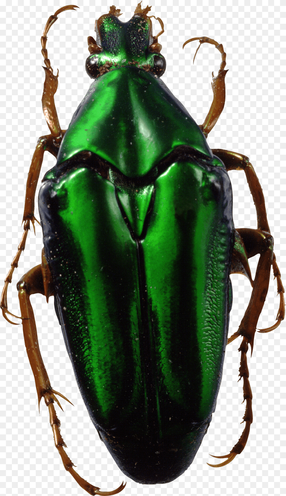 Bug Green, Animal, Insect, Invertebrate, Dung Beetle Free Png