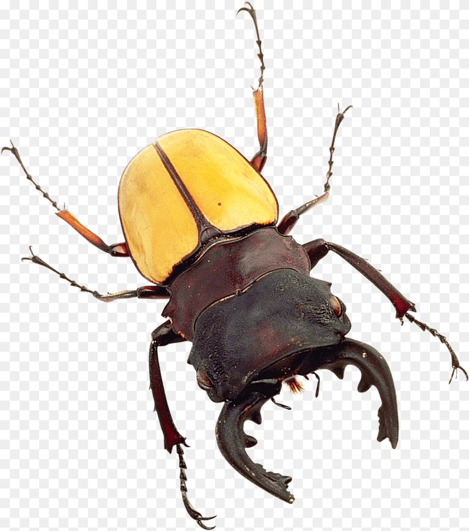 Bug Image Bug, Animal, Insect, Invertebrate Free Transparent Png
