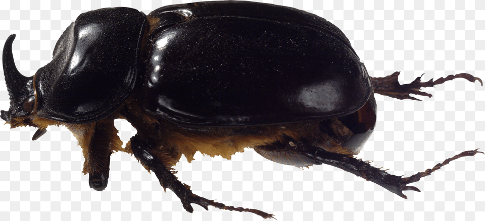 Bug Image Zhuk, Animal, Dung Beetle, Insect, Invertebrate Free Transparent Png