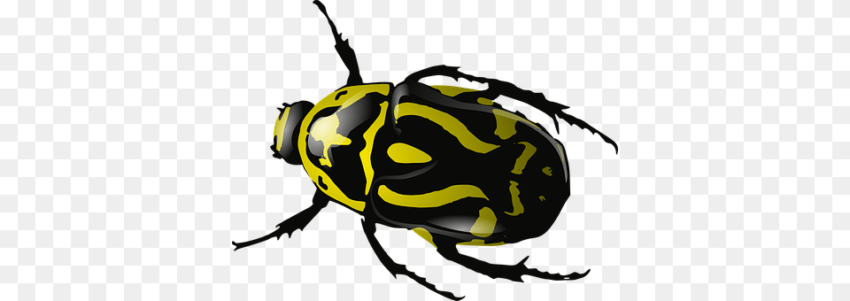 Bug Insect Beetle Wasp Yellow Black Wildli Clip Art Beetle, Animal, Bee, Invertebrate Free Transparent Png