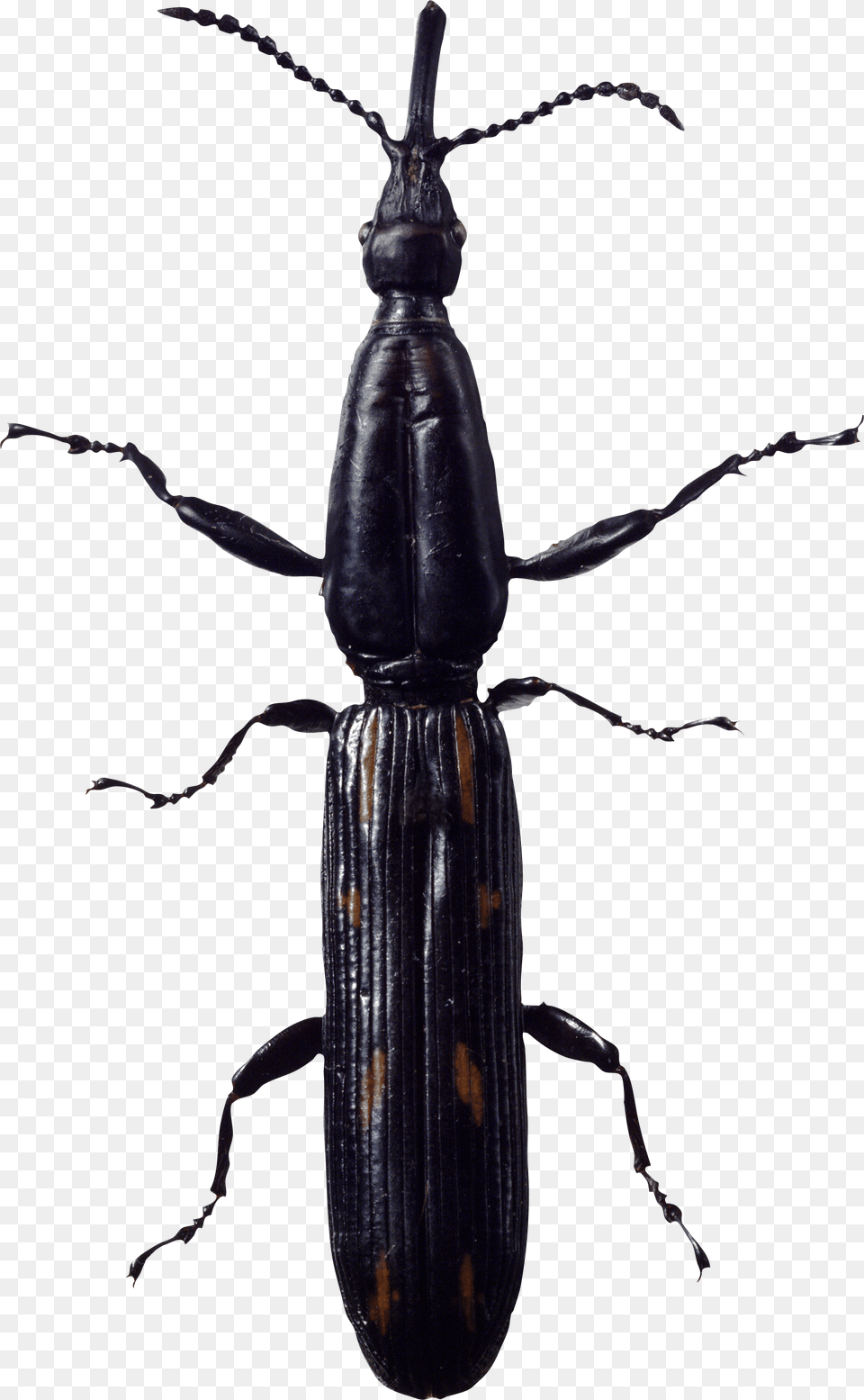 Bug Long, Animal, Insect, Invertebrate Free Png Download