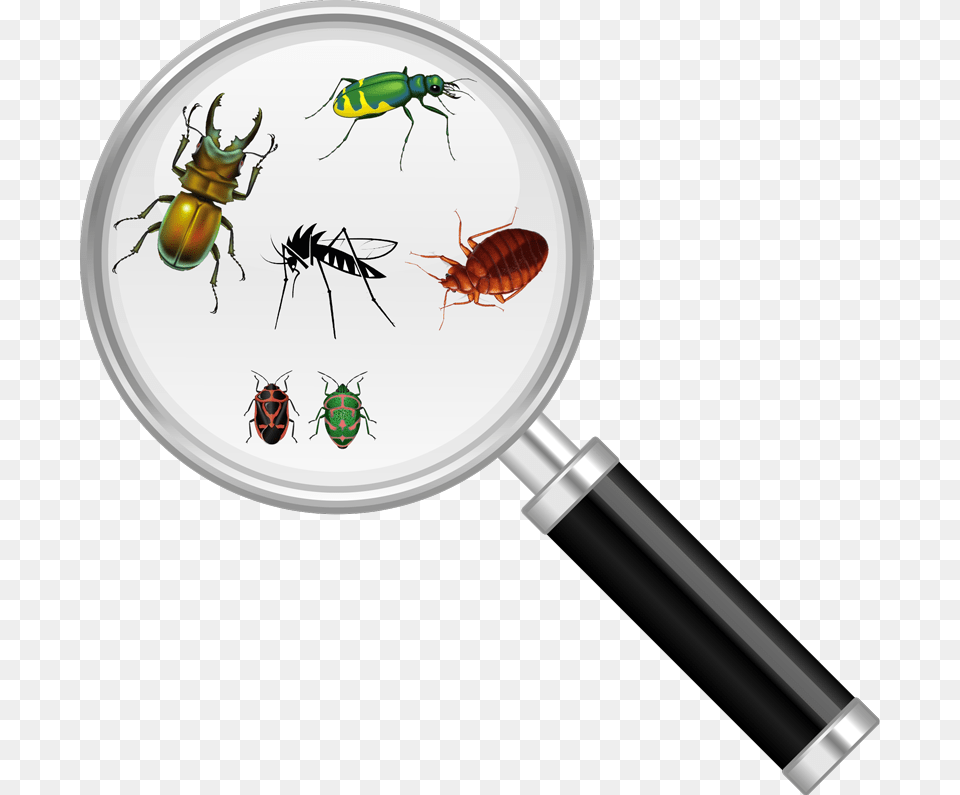 Bug Magnify Glass Insect Under Magnifying Glass, Animal, Invertebrate Free Png Download