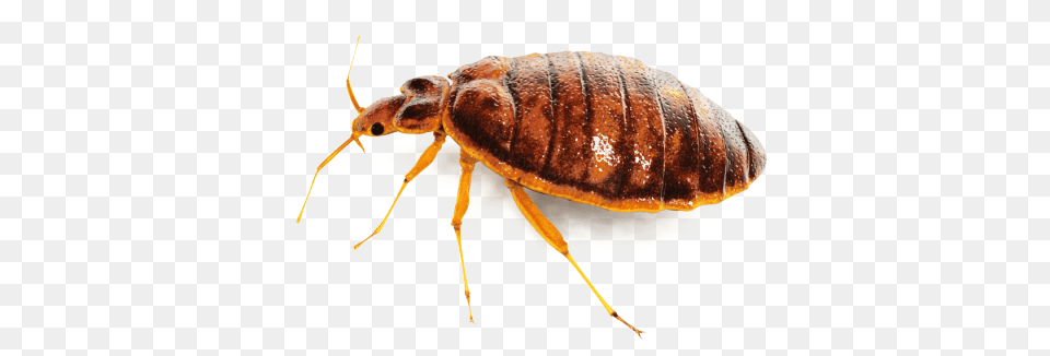 Bug Single, Animal, Insect, Invertebrate Png