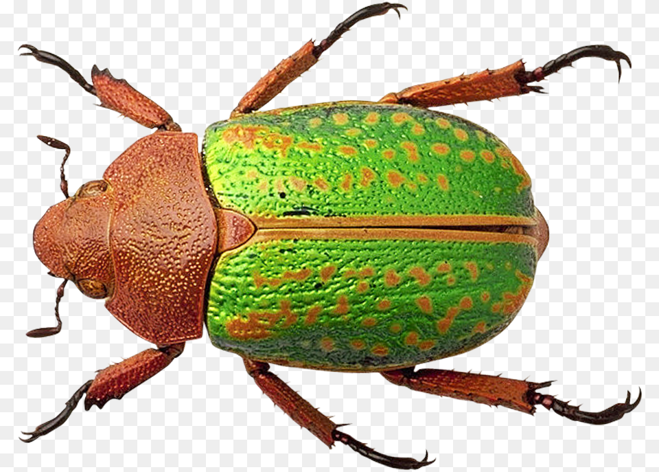 Bug Transparent Image Bug, Animal, Insect, Invertebrate, Dung Beetle Free Png